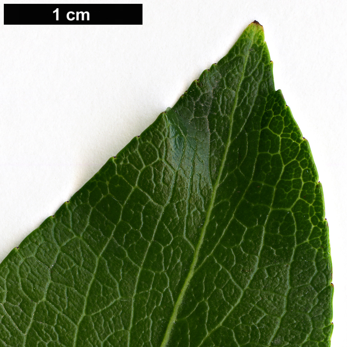 High resolution image: Family: Celastraceae - Genus: Euonymus - Taxon: grandiflorus - SpeciesSub: f. salicifolius High resolution image: Family: Celastraceae - Genus: Euonymus - Taxon: grandiflorus - SpeciesSub: f. salicifolius